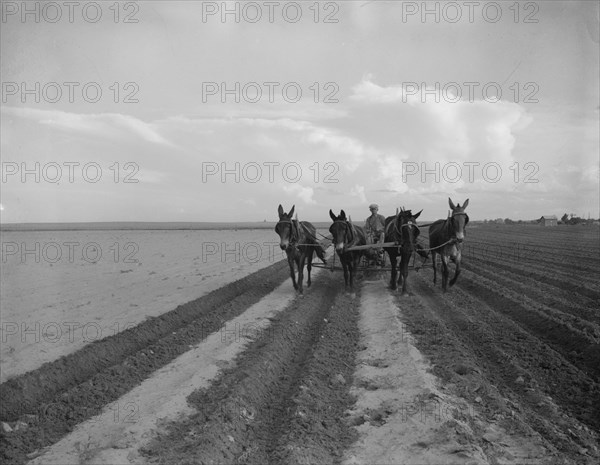 West Texas farmer replanting cotton, near Stanton, Texas, 1937. Creator: Dorothea Lange.