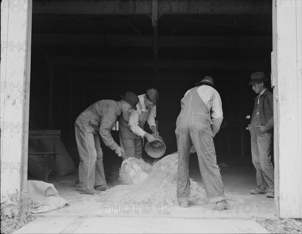 Farmers sack mixed grasshopper bait...Oklahoma, 1937. Creator: Dorothea Lange.