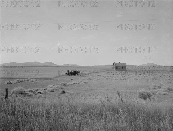 Abandoned tenant house and large-scale wheat field near Kincaid, Texas, 1937. Creator: Dorothea Lange.