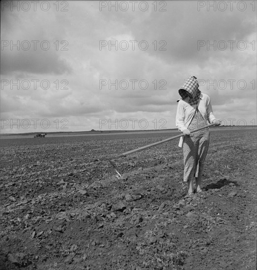 Wife of Texas tenant farmer, 1937. Creator: Dorothea Lange.