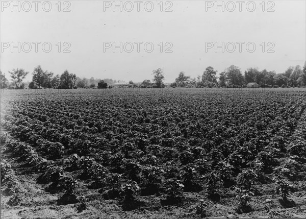 Check row planted cotton, Touchberry Plantation, Issaquena County, Mississippi, 1937. Creator: Dorothea Lange.