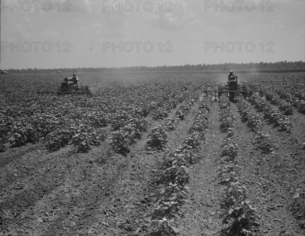 Tractors cultivating cotton, Aldridge Plantation, near Leland, Mississippi, 1937. Creator: Dorothea Lange.