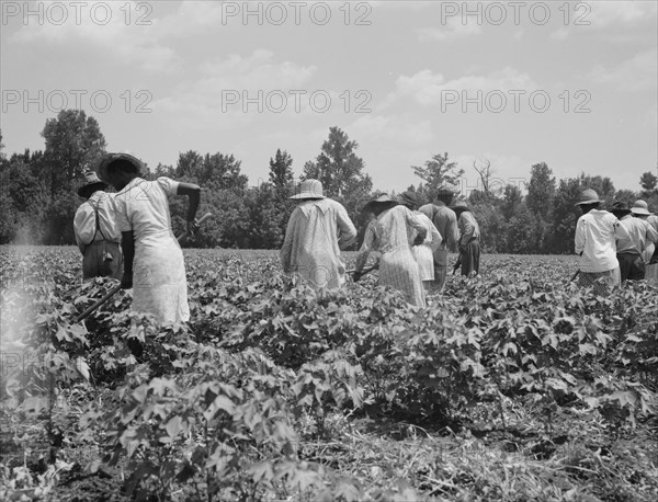 Cotton hoers on the Mississippi Delta, 1937. Creator: Dorothea Lange.
