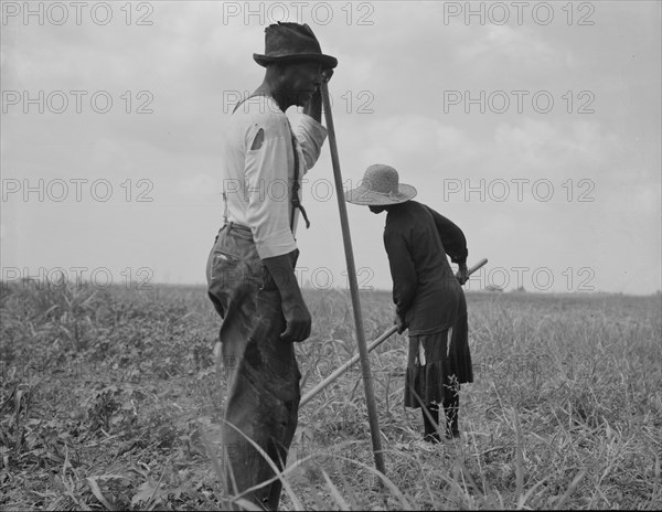 Cotton sharecroppers, Greene County, Georgia, 1937. Creator: Dorothea Lange.