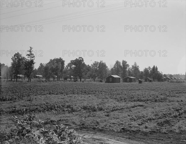 Delta cooperative farms, Hillhouse, Mississippi, 1937. Creator: Dorothea Lange.