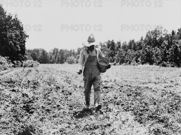 Planting corn in the community garden, Hillhouse, Mississippi, 1937. Creator: Dorothea Lange.