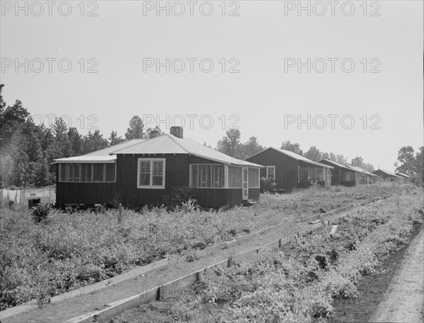 Cabins at the Delta cooperative farms, Hillhouse, Mississippi, 1937. Creator: Dorothea Lange.