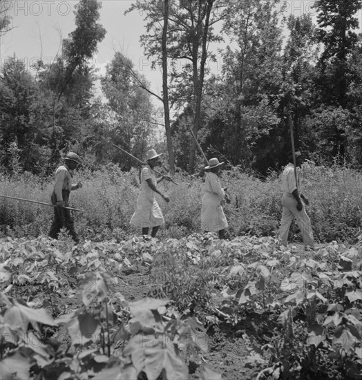 These cotton hoers work from 6 am to 7 pm for one dollar near Clarksdale, Mississippi, 1937. Creator: Dorothea Lange.