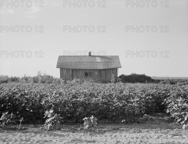 Cotton is planted close to the abandoned cabins, Aldridge Plantation, Mississippi, 1937. Creator: Dorothea Lange.