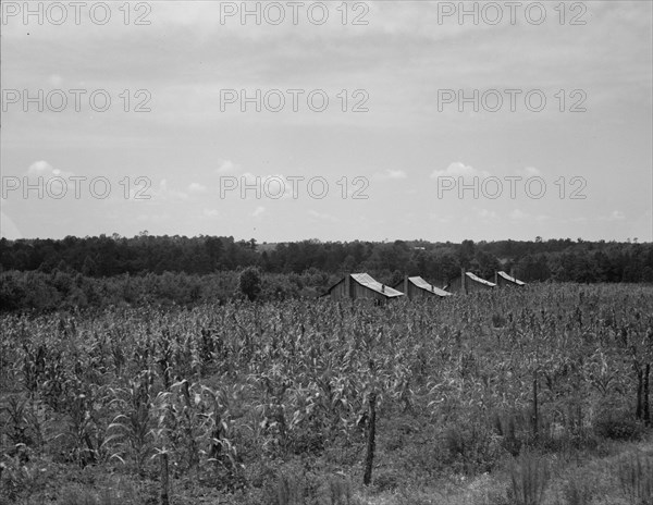 Cabins in the corn, South Georgia, 1937. Creator: Dorothea Lange.