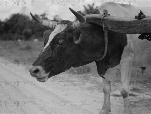 Ox team used to haul pulpwood, Mississippi, 1937. Creator: Dorothea Lange.