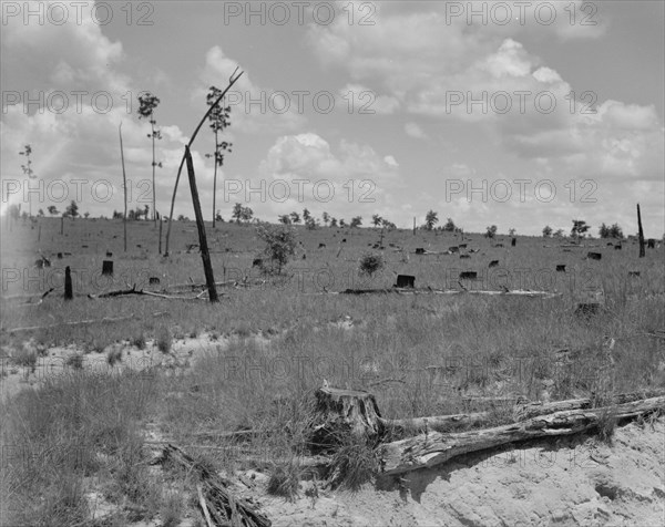 Cut-over long leaf yellow pine forest, Mississippi, 1937. Creator: Dorothea Lange.