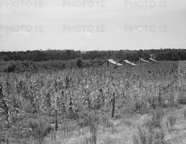 Aldridge Plantation near Leland, Mississippi, 1937. Creator: Dorothea Lange.