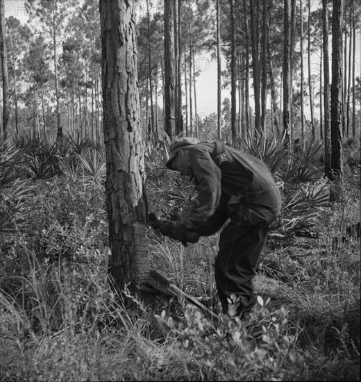 Turpentine worker, Georgia, 1937. Creator: Dorothea Lange.