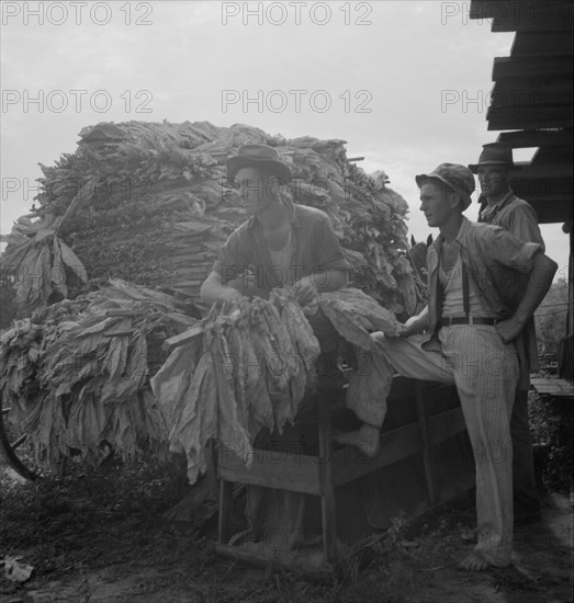 Loading cured tobacco for market, Georgia, 1937. Creator: Dorothea Lange.