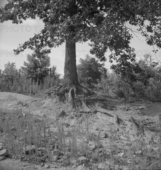 Tree roots show how the land has been washed away, Wray Plantation, Greene County, Georgia, 1937. Creator: Dorothea Lange.