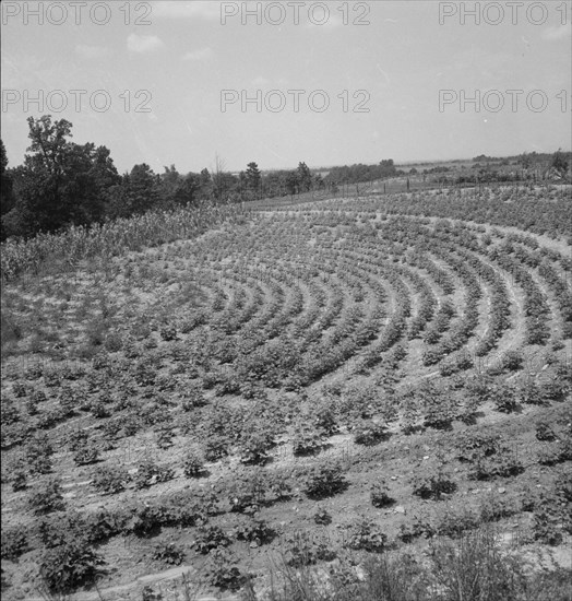 Terraced fields of sharecropper, near Gaffney, South Carolina, 1937. Creator: Dorothea Lange.