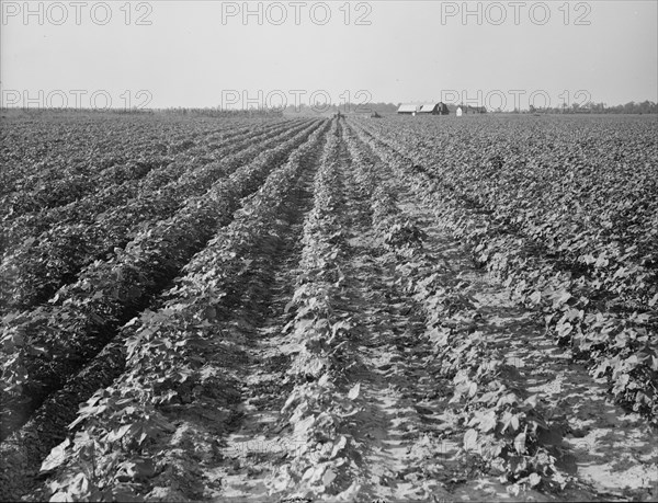 Lake Dick project, Arkansas, 1938. Creator: Dorothea Lange.