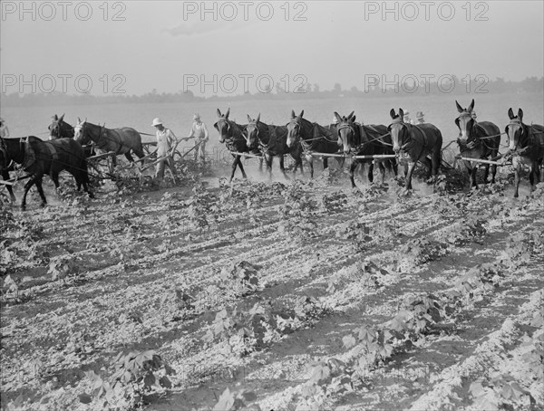 Cultivating cotton cooperatively at Lake Dick, Arkansas, 1938. Creator: Dorothea Lange.