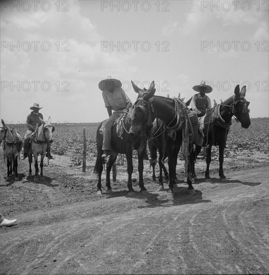 Colored plowboys on cotton plantation in Brazos riverbottoms, Texas, 1938. Creator: Dorothea Lange.