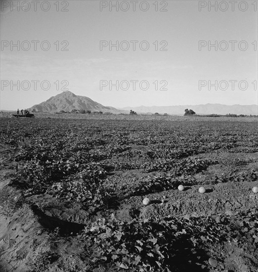 Cantaloupe field, desert agriculture on the Mexican border, Imperial Valley, California, 1938. Creator: Dorothea Lange.