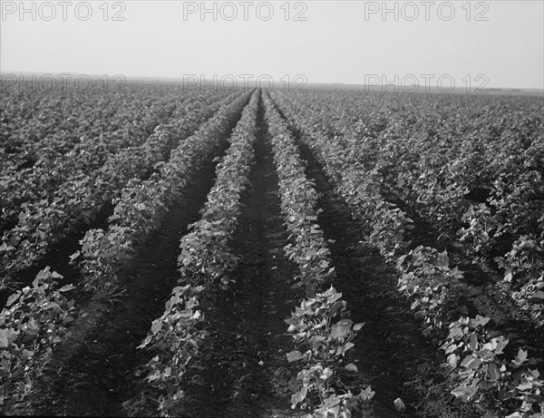 The Black Wax area of Texas, near Georgetown, Texas, 1938. Creator: Dorothea Lange.