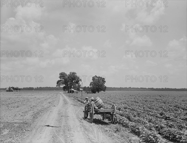 Plantation of Brazos riverbottoms, Texas, 1938. Creator: Dorothea Lange.