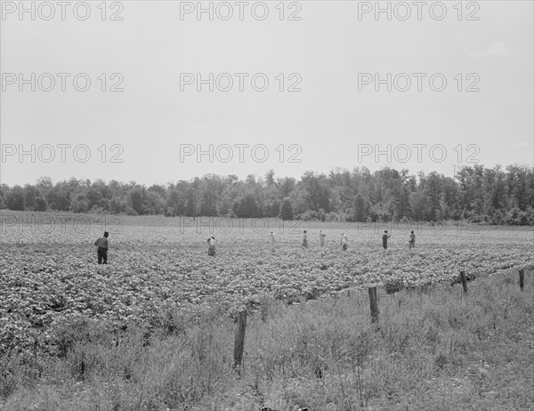 Colored field hands hoe cotton from 7 amto 6 pmfor sixty cents a day, Near Menifee, Arkansas, 1938. Creator: Dorothea Lange.