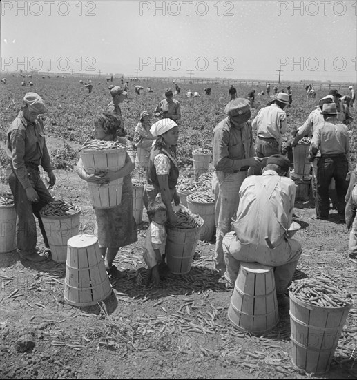 Migrant pea pickers, near Westley, California, 1938. Creator: Dorothea Lange.