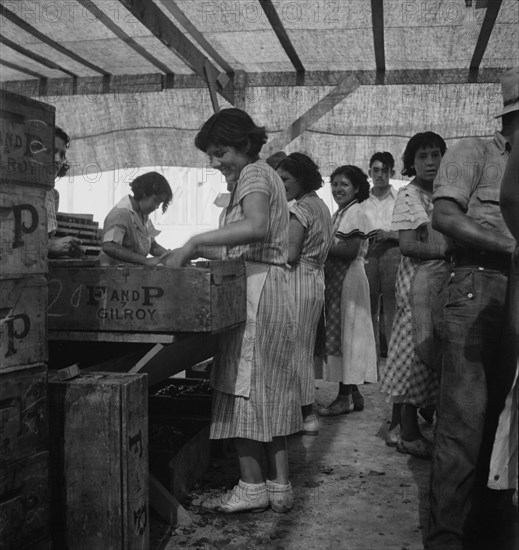 Women packing apricots in large open sheds adjoining the orchards, Brentwood, California, 1938. Creator: Dorothea Lange.