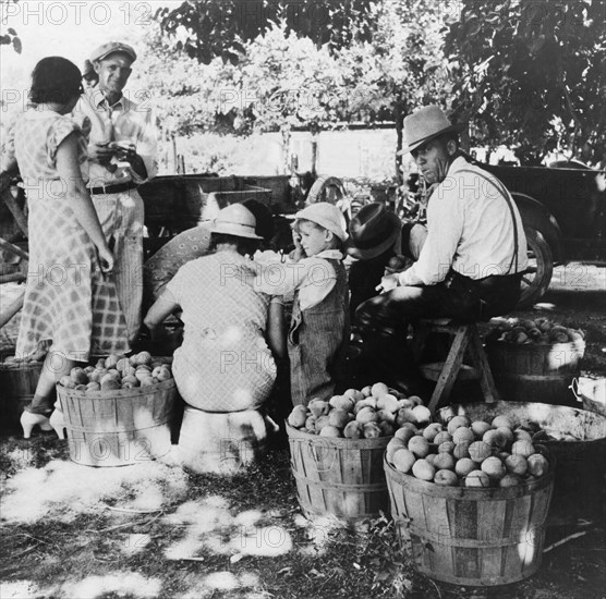 Utah farm family in the orchard at peach harvest, near Springdale, Utah, 1938. Creator: Dorothea Lange.