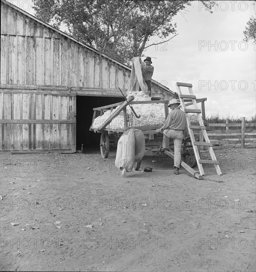 Emptying cotton after weighing, small cotton farm, Kern County, California, 1938. Creator: Dorothea Lange.