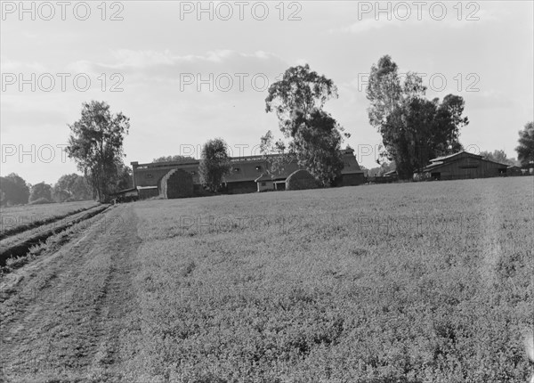 Barns of the old Mineral King Ranch seen across alfalfa field, Tulare County, California, 1938. Creator: Dorothea Lange.