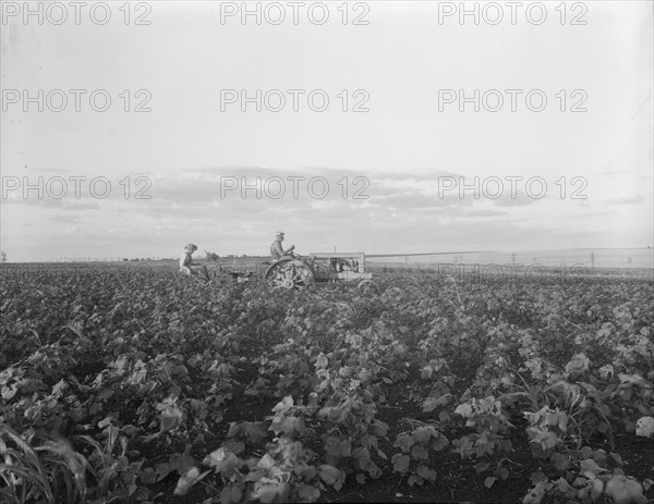 The tractor pulls a riding plow, near Centrae, Texas, 1937. Creator: Dorothea Lange.