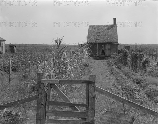 Cabins in the sugarcane country, Bayou La Fourche, Louisiana, 1937. Creator: Dorothea Lange.