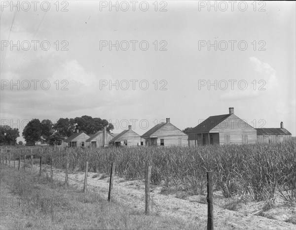 Cabins for sugarcane workers, Bayou La Fourche, Louisiana, 1937. Creator: Dorothea Lange.