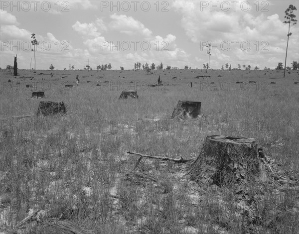 Cut-over long leaf yellow pine forest, Near Kiln, Mississippi, 1937. Creator: Dorothea Lange.