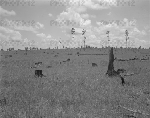 Land cut over by lumber company and not replanted, Greene County, Georgia, 1937. Creator: Dorothea Lange.