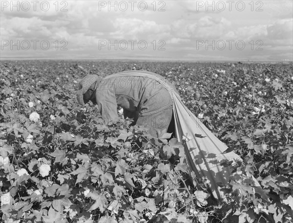 Migratory field worker picking cotton in San Joaquin Valley, California, 1938. Creator: Dorothea Lange.