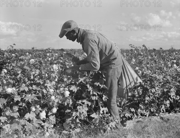 Migratory field worker picking cotton in San Joaquin Valley, CA, 1938. Creator: Dorothea Lange.
