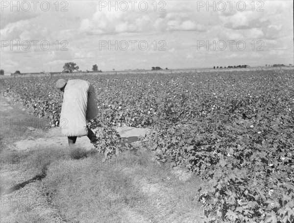 Migratory field worker picking cotton in San Joaquin Valley, CA, 1938. Creator: Dorothea Lange.