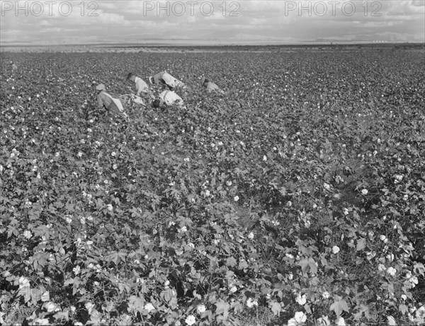 Migratory field worker picking cotton in San Joaquin Valley, CA, 1938. Creator: Dorothea Lange.