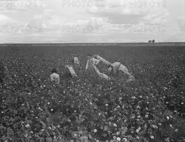 Migratory field worker picking cotton in San Joaquin Valley, CA, 1938. Creator: Dorothea Lange.