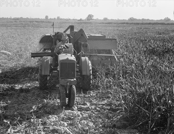 All-crop harvesting, Tulare County, California, 1938. Creator: Dorothea Lange.