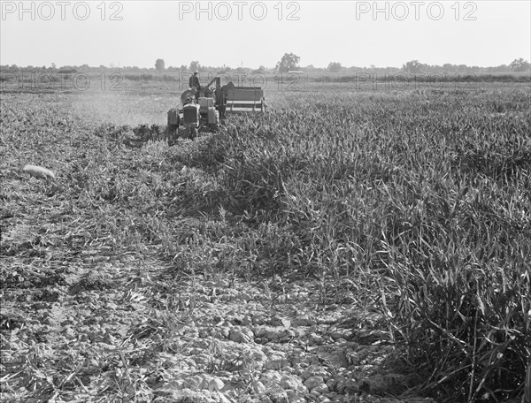 All-crop harvesting, Tulare County, California, 1938. Creator: Dorothea Lange.