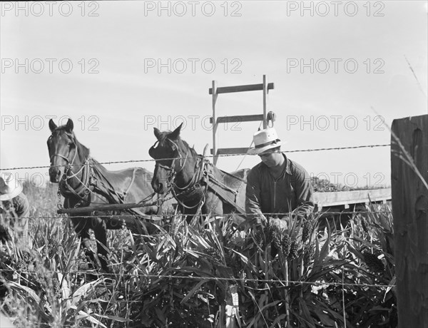 Harvesting milo maize, Tulare County, California, 1938. Creator: Dorothea Lange.