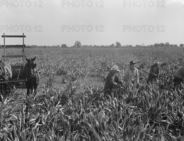Harvesting milo maize, Tulare County, California, 1938. Creator: Dorothea Lange.