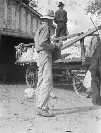 Small cotton farm, Kern County, California, 1938. Creator: Dorothea Lange.