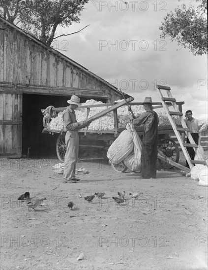 Small cotton farm, Kern County, California, 1938. Creator: Dorothea Lange.