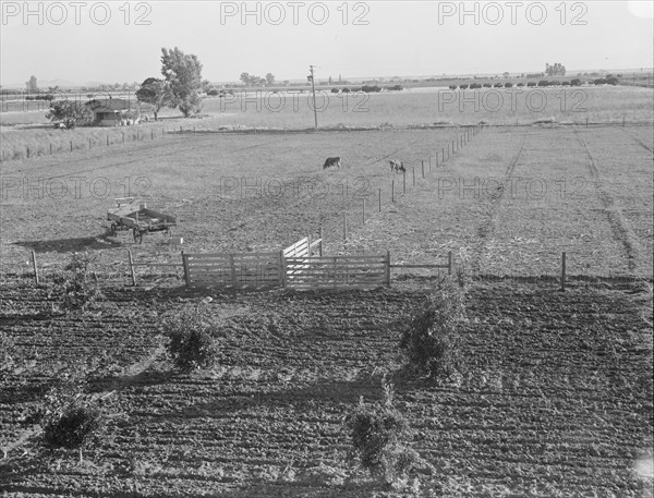 Rural rehabilitation, Tulare County, California, 1938. Creator: Dorothea Lange.